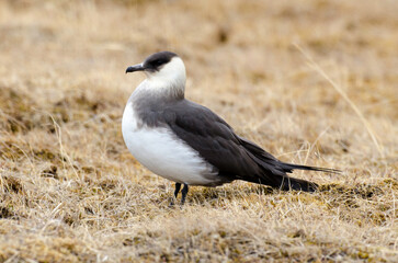 Labbe parasite,.Stercorarius parasiticus, Parasitic Jaeger