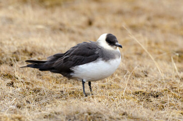 Labbe parasite,.Stercorarius parasiticus, Parasitic Jaeger