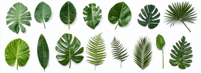 Diverse Collection of Tropical Leaves on White Background