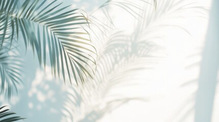 Ethereal Palm Fronds with Soft Shadows on a Blurred Background