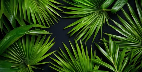 Dramatic Palm Leaves Against a Deep Black Background