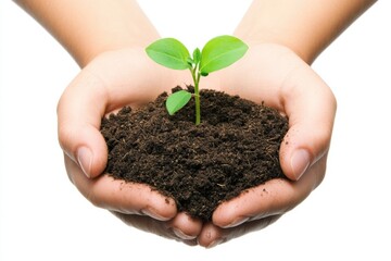 Hands Holding a Seedling Growing from Soil