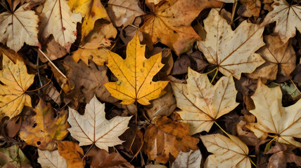 ground covered in dry autumn leaves