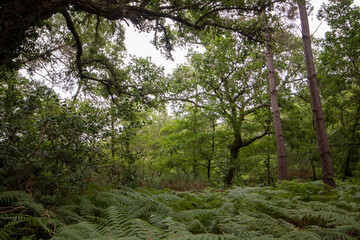 Landes, France