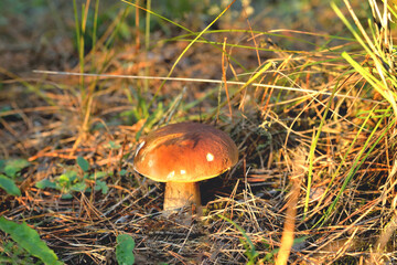 White mushroom in a clearing in a natural environment, autumn leaves, sun rays,  selective focus