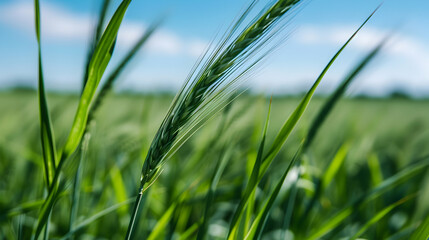 Blurry Photo Grass Blowing The Wind
