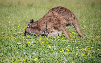 Cute kangaroo family with baby are grazing on a green meadow among flowers in Australia, wildlife in nature