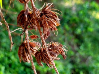 dry leaves look beautiful, isolated on green plant background
