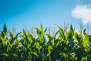 Obraz premium Cornfield under Blue Sky