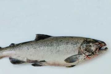 Chinook Salmon, Oncorhynchus tshawytscha,fish on a white background, copy space