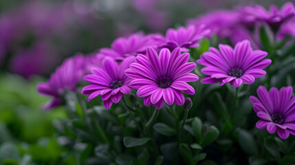 Obraz premium Bunch Purple Flowers That Are Blooming