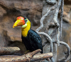 Wrinkled Hornbill 