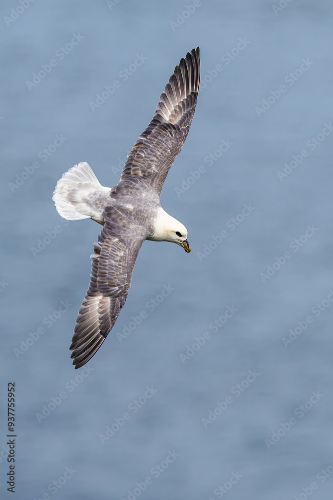 Wall mural Northern Fulmar, Fulmarus glacialis, bird in flight over sea and cliffs, Bempton Cliffs, North Yorkshire, England