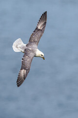 Northern Fulmar, Fulmarus glacialis, bird in flight over sea and cliffs, Bempton Cliffs, North Yorkshire, England