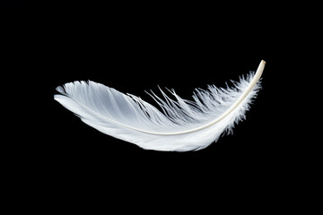 Obraz premium White fluffy swan feather isolated on white background