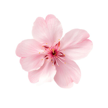 Pink cherry blossom flower isolated transparent background