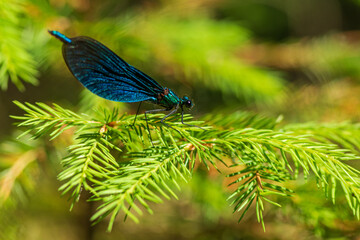 the dragonfly was photographed in close-up. The beautiful girl