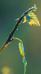 aphid ant farm, at the tip of the plant