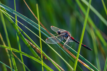 dragonfly photographed close-up