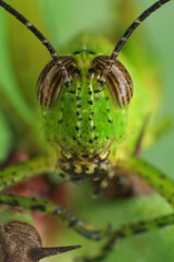Grasshopper on a green leaf in the nature. macro