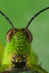 Grasshopper on a green leaf in the nature. macro