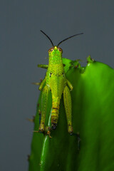 Grasshopper on a green leaf in the nature. macro