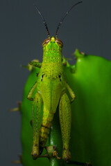 Grasshopper on a green leaf in the nature. macro