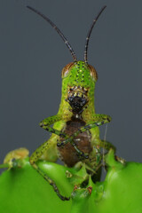 Grasshopper on a green leaf in the nature. macro