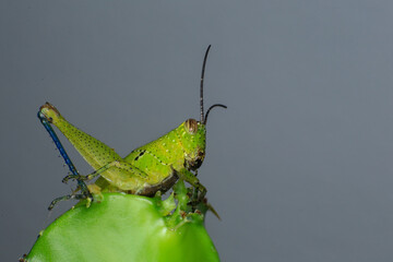 Grasshopper on a green leaf in the nature. macro