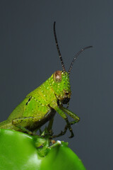 Grasshopper on a green leaf in the nature. macro