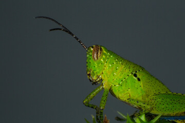 Grasshopper on a green leaf in the nature. macro