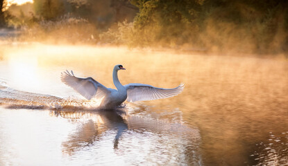 Fototapeta premium Swan landing on the water with its wings spread wide and its head held high morning sun 