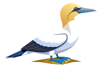 Northern gannet bird vector art illustration 