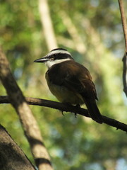 Greater Kiskadee Perching