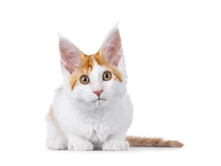 Cute white with orange Maine Coon cat kitten, laying down facing front. Looking towards camera. Isolated on a white background.