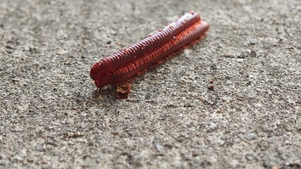A Rusty Crawler's Journey: A close-up encounter with a vibrant millipede traversing a textured concrete surface. 