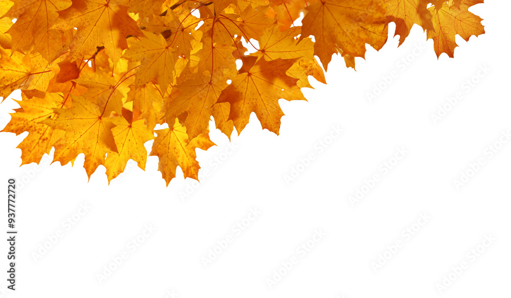Canvas Prints isolated golden foliage. maple tree with leaves. fall leaf branch
