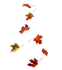 Falling autumn maple multicolored leaves cut out 