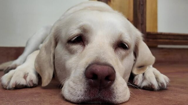 Plano corto y bajo de un perro de raza labrador tumbado moviendo los ojos de manera curiosa y simp&aacute;tica