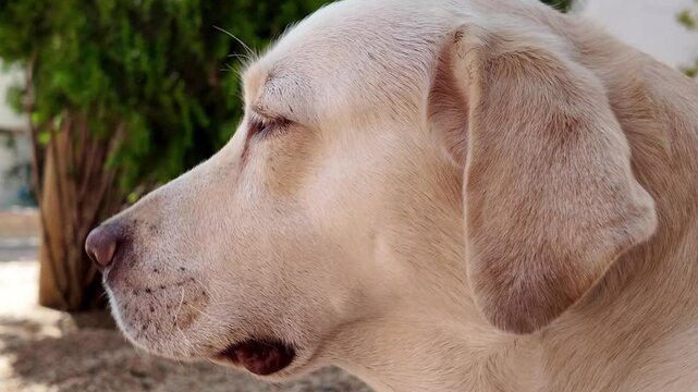 Plano corto y bajo del perfil de un perro de raza labrador tumbado moviendo los ojos de manera curiosa y simp&aacute;tica