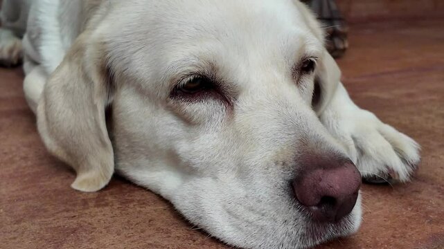 Plano corto y bajo de un perro de raza labrador moviendo los ojos de manera curiosa y simp&aacute;tica