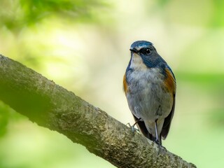 森の中の暗い木陰で枝に留まって周りを見渡しているルリビタキの雄