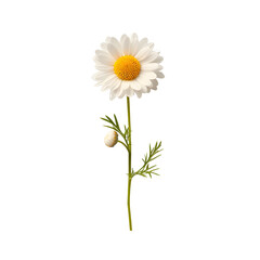 Single white daisy flower with bud transparent background