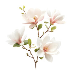 Obraz premium Blooming Magnolia Flowers with Green Leaves on Branch