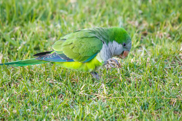 blue and yellow parrot