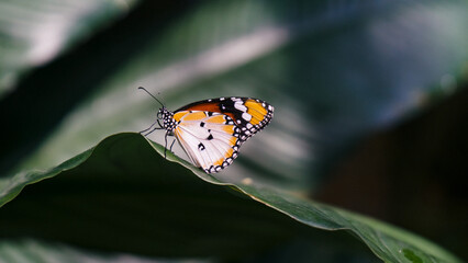 Plain Tiger butterfly on leaf