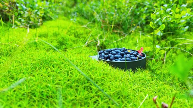 Blueberry harvest in the Carpathian mountains on a sunny summer day