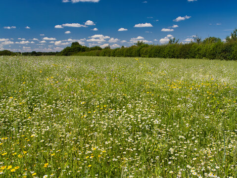A deserted field of wild flowers in Essex, England, UK. Taken on a sunny day with blue sky and light, white clouds in summer.