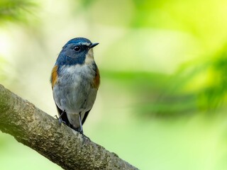 森の中の暗い木陰で枝に留まって周りを見渡しているルリビタキの雄