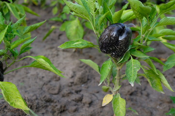 Black bell pepper on the field. Sweet pepper cultivation, care, and watering. Soils for paprika. Home vegetable bed.